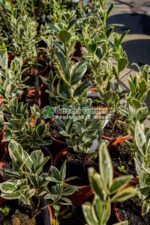Euonymus Japonica Bravo - imagine 3