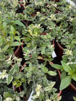 Euonymus Fortunei Harlequin ( Euonimus Harlequin )