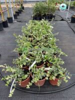 Euonymus Fortunei Harlequin ( Euonimus Harlequin ) - imagine 2