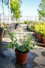 Euonymus Japonica Albomarginatus