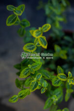 Euonymus Japonica Albomarginatus - imagine 2