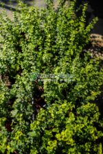 Euonymus Japonica Albomarginatus - imagine 3