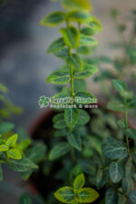 Euonymus Japonica Albomarginatus - imagine 4
