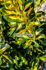 Euonymus Japonica variegatum - imagine 2