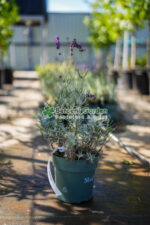 Lavandula angustifolia Dwarf Blue ( Lavanda englezeasca Blue )