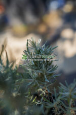Lavandula angustifolia Dwarf Blue ( Lavanda englezeasca Blue ) - imagine 2
