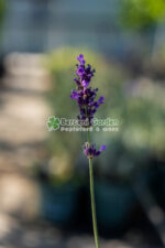 Lavandula angustifolia Dwarf Blue ( Lavanda englezeasca Blue ) - imagine 3