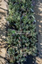 Lavandula angustifolia Dwarf Blue ( Lavanda englezeasca Blue ) - imagine 4