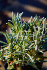 Lavandula intermedia Exceptional ( Lavanda flori albe )