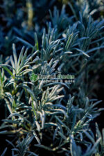 Lavandula intermedia Exceptional ( Lavanda flori albe ) - imagine 2