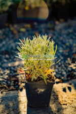 Lavandula intermedia Exceptional ( Lavanda flori albe ) - imagine 3