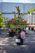 Photinia fraseri 'Little Red Robin' ( Photinia  'Little Red Robin' )