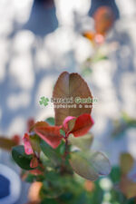 Photinia fraseri 'Little Red Robin' ( Photinia  'Little Red Robin' ) - imagine 2