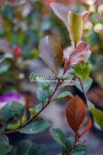 Photinia fraseri 'Little Red Robin' ( Photinia  'Little Red Robin' ) - imagine 3