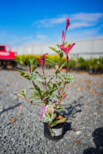 Photinia fraseri Pink Marble Cassini ( Photinia Pink Marble Casini )