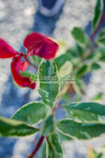 Photinia fraseri Pink Marble Cassini ( Photinia Pink Marble Casini ) - imagine 2
