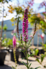 Veronica spicata Rosa Zwerg ( Veronica Roz ) - imagine 2