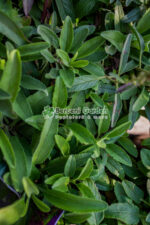 Veronica spicata Rosa Zwerg ( Veronica Roz ) - imagine 3