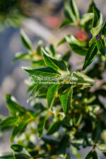 Forsythia Maluch Pa ( Forsythia Ploaie de aur ) - imagine 2