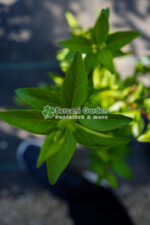Forsythia Intermedia Week-End - imagine 3