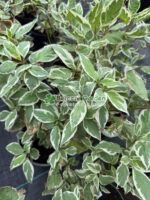 Cornus Alba Sibirica ( Corn / Planta Siberian )