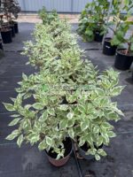 Cornus Alba Sibirica ( Corn / Planta Siberian ) - imagine 2