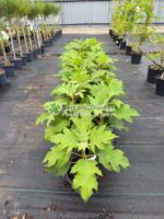 Hydrangea quercifolia Tara ( Hortensie frunze de stejar panicule batute Tara ) - imagine 2