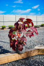 Hydrangea quercifolia Tara ( Hortensie frunze de stejar panicule batute Tara ) - imagine 3