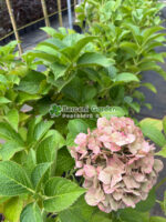 Hydrangea macrophylla Alpengluhen ( Hortensie rosu-roz )