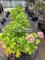 Hydrangea macrophylla Alpengluhen ( Hortensie rosu-roz ) - imagine 2