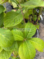 Hydrangea macrophylla Nikko Blue ( Hortensie albastra Nikko )