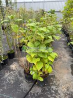 Hydrangea macrophylla Nikko Blue ( Hortensie albastra Nikko ) - imagine 2