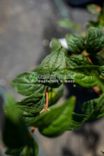 Philadelphus Dame Blanche ( Iasomie / Lamaita Dame Blanche ) - imagine 2