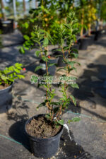 Philadelphus coronarius Mont Blanc ( Iasomie / Lamaita Mont Blanc )