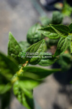 Philadelphus coronarius Mont Blanc ( Iasomie / Lamaita Mont Blanc ) - imagine 2