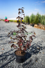 Physocarpus opulifolius Red Baron ( Fisocarpus rosu cu flori albe )
