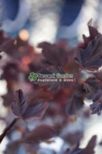 Physocarpus opulifolius Red Baron ( Fisocarpus rosu cu flori albe ) - imagine 2