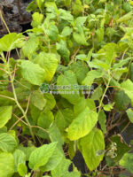 Cornus Alba Flaviramea ( Corn / Planta Decorativa )
