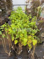 Cornus Alba Flaviramea ( Corn / Planta Decorativa ) - imagine 2