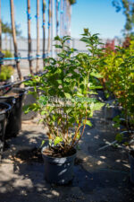 Physocarpus opulifolius Dart's Gold ( Fisocarpus galben stralucitor cu flori albe )