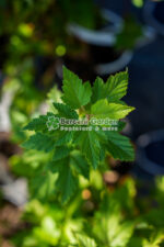 Physocarpus opulifolius Dart's Gold ( Fisocarpus galben stralucitor cu flori albe ) - imagine 2