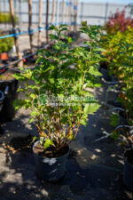 Physocarpus opulifolius Dart's Gold ( Fisocarpus galben stralucitor cu flori albe ) - imagine 3