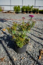 Spiraea Bumalda Country Red ( Cununita de Flori Rosii )