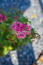 Spiraea Bumalda Country Red ( Cununita de Flori Rosii ) - imagine 2