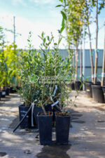 Ligustrum vulgare ( Lemn cainesc )