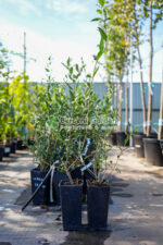 Ligustrum vulgare ( Lemn cainesc ) - imagine 2