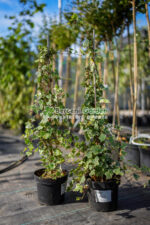 Hedera Helix Mint Kolibri( Iedera Mint Colibri )