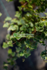 Hedera Helix Mint Kolibri( Iedera Mint Colibri ) - imagine 2