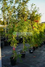 Campsis Radicans Flamenco ( Vita de Vie Trompeta ) - imagine 2