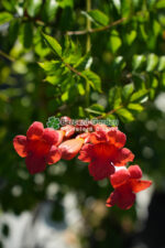 Campsis Radicans Flamenco ( Vita de Vie Trompeta ) - imagine 3